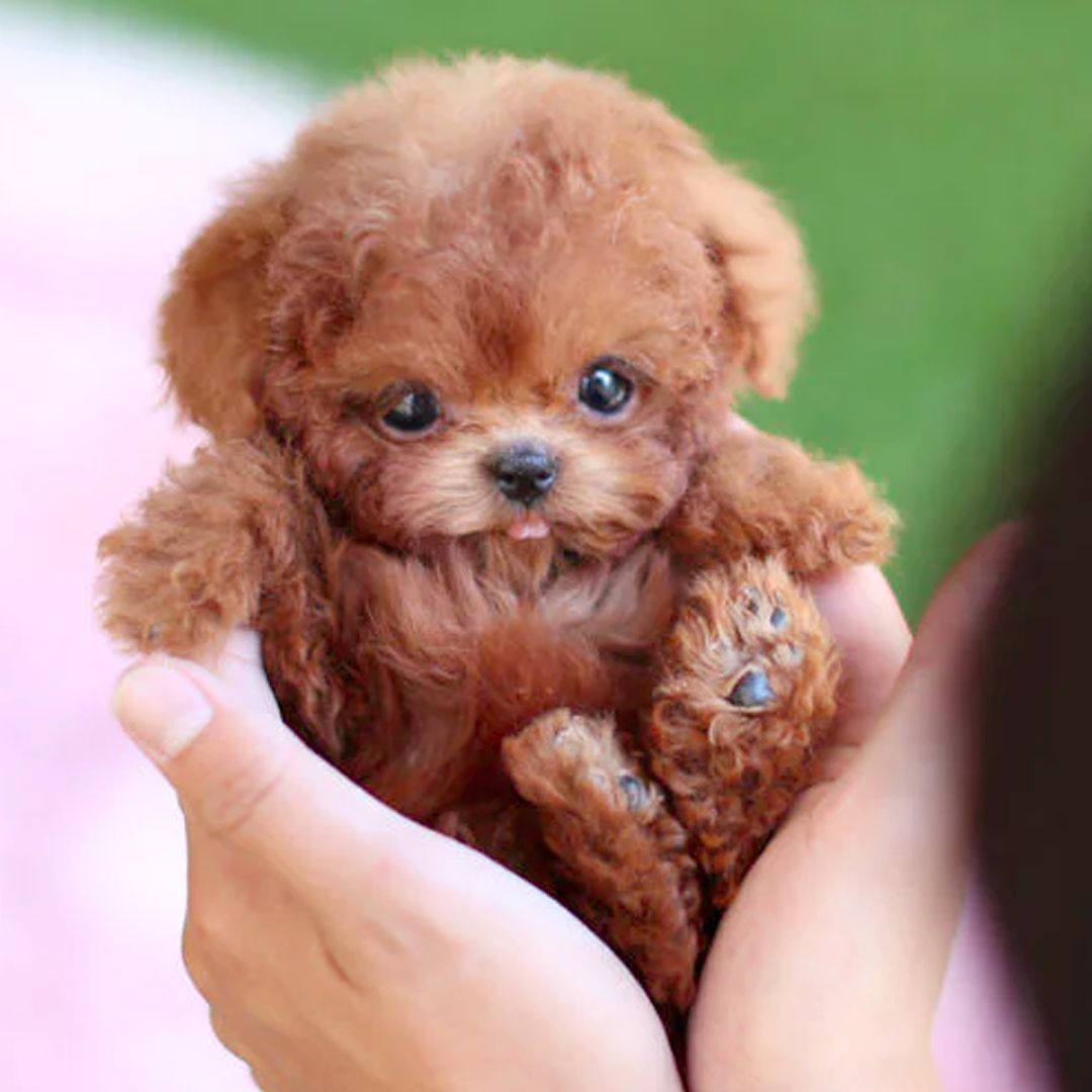 Interactive puppy toy with realistic movement - VibreMode